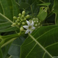Morinda citrifolia L.
